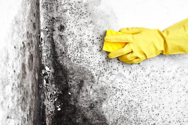 Best Mold Removal for HVAC Installations  in Timmonsville, SC