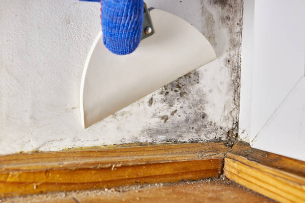 Best Post-Remediation Verification Testing  in Timmonsville, SC